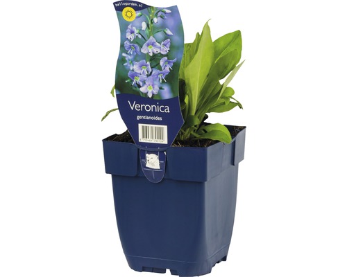 Rozrazil hořcovitý FloraSelf Veronica gentianoides výška 5-20 cm květináč 0,5 l