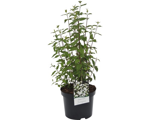 Keř Deutzia Scabra Plena v květináči