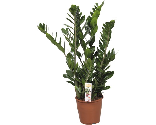 Kulkas zamiolistý FloraSelf Zamioculcas zamiifolia 80-100 cm Ø 21 cm květináč