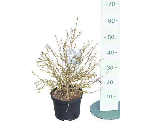 Popínavá skalník rostlina v květináči s výškoměrem