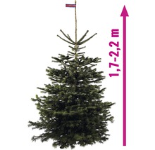 Jedle kavkazská s výškou 1,7 až 2,2 metru