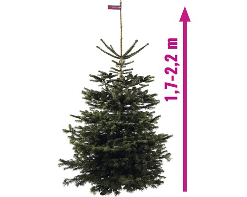 Jedle kavkazská s výškou 1,7 až 2,2 metru