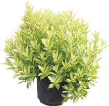 Vrba FloraSelf Salix gracilistyla 'Mount Aso' výška 40-60 cm květináč 6 l