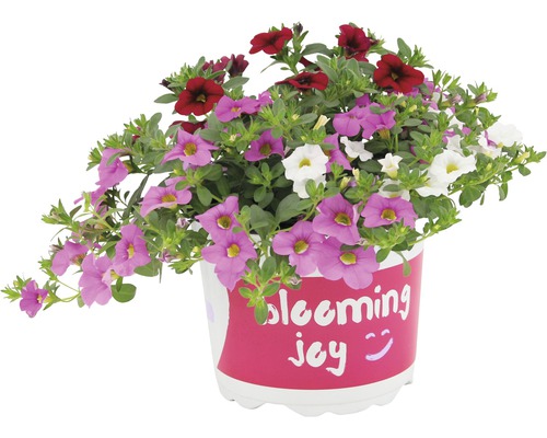 Květináč s petúniemi