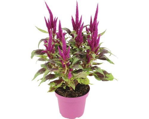 Nevadlec FloraSelf Celosia 'Javelin' květináč Ø 14 cm