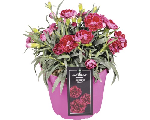 Hvozdík ''Dianthus Nina'' v květináči