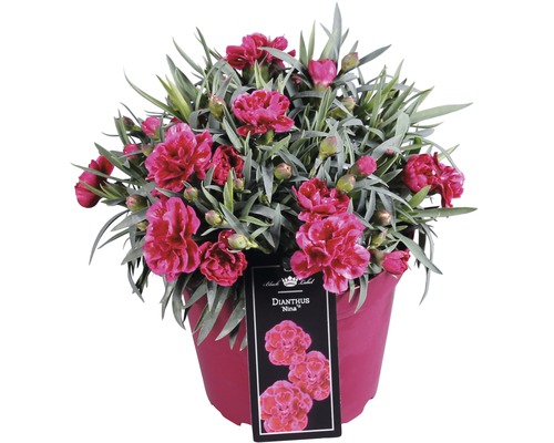 Hvozdík zahradní FloraSelf Dianthus caryophyllus 'Nina' 10-15 cm květináč Ø 15 cm Hvozdík ''Nina'' v květináči