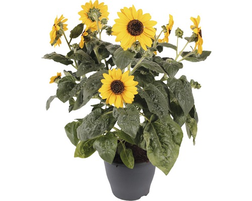 Slunečnice v květináči