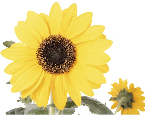 Slunečnice v květináči