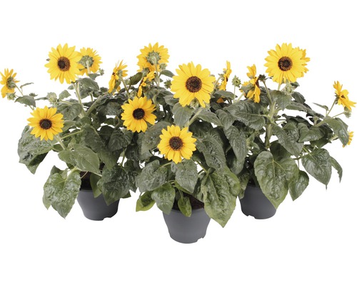 Slunečnice FloraSelf Helianthus annuus 'Sunfinity' květináč Ø 23 cm 1 ks