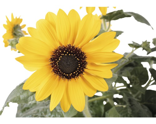 Detailní záběr na jednu žlutou slunečnici se zelenými listy