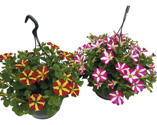 Petúnie převislá dvoubarevná FloraSelf Petunia x hybrid v závěsném květináči Ø 23 cm, různé druhy