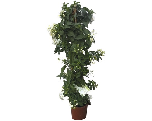 Lilek jasmínokvětný pyramida FloraSelf Solanum jasminoides květináč Ø 12 cm Popínavá rostlina v květináči se zelenými listy a bílými květy