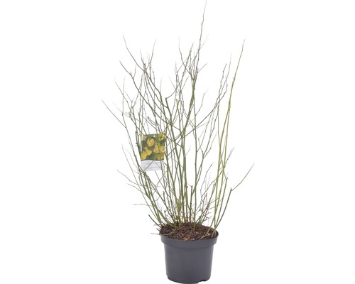 Zlatice v květináči bez listů