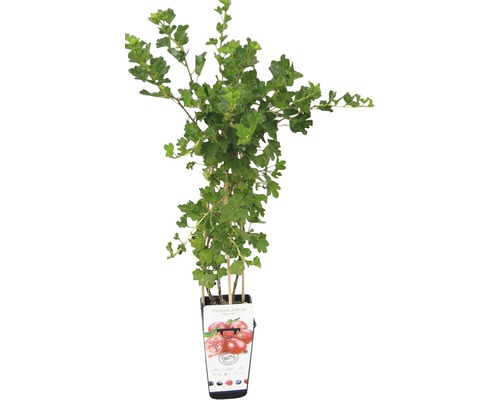 Angrešt červený Grossularia uva crispa 'Hinnonmaki Red' 30-40 cm v květináči Červený angrešt v květináči s podpůrnými tyčemi