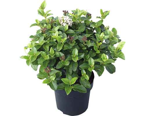 Sněhová koule v květináči s listy a květy