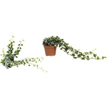 Břečťan FloraSelf Hedera helix 'White Wonder' 20-35 cm Ø 13 cm květináč