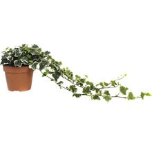 Břečťan FloraSelf Hedera helix 'White Wonder' 20-35 cm Ø 13 cm květináč