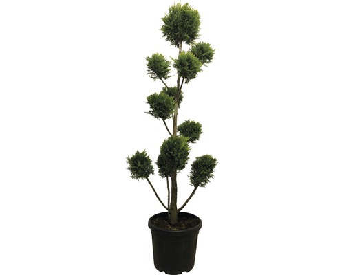 Kulovitý cypřiš v květináči s několika kulovitými tvary