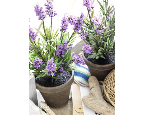 Dvě rostliny levandule v květináči