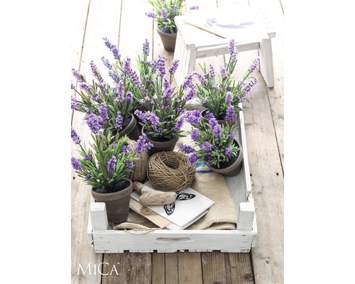 Dekorativní levandulové rostliny v květináčích, uspořádané v bílé dřevěné bedně na dřevěném stole.