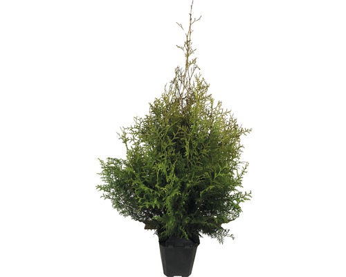 Túje/zerav FloraSelf Thuja occidentalis 'Brabant' 80-100 cm v květináči