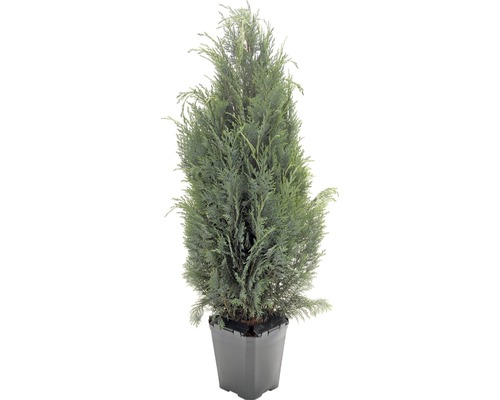 Jeden jalovcový strom v květináči