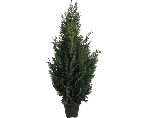 Zerav v květináči