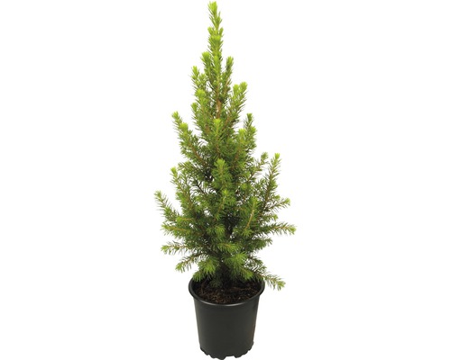 Smrk sivý zakrslý bílý Picea glauca 'Conica Perfecta' výška cca 30 cm květináč Ø 11 cm mini vánoční stromek vhodný k výsadbě