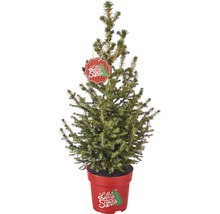 Malý smrk v květináči s přívěskem ''Little Santa''