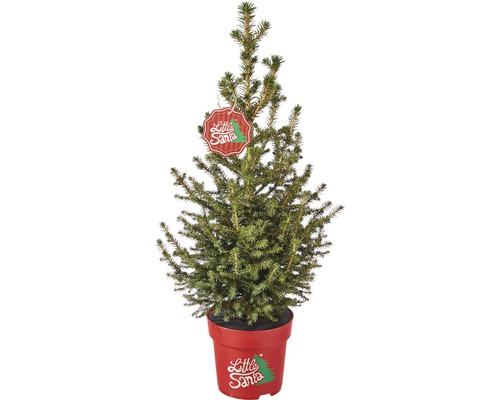 Smrk 'Little Santa'-R- výška 50-60 cm květináč 5 l mini vánoční stromek vhodný k výsadbě