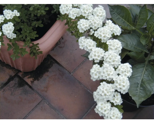 Květiny v květináčích na dlažebních kostkách