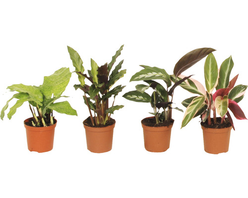 Kalátea FloraSelf Calathea kultivar 15-25 cm květináč Ø 7 cm 1 ks, různé druhy Různé druhy květin Calathea v květináčích