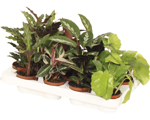Podnos s různými pokojovými rostlinami