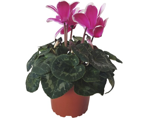 Brambořík Cyclamen DUO květináč Ø 12 cm 1 ks, různé barvy