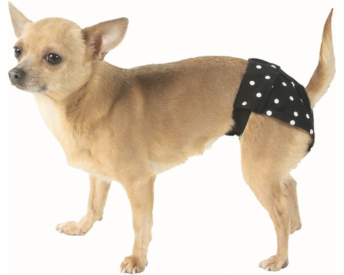 Čivava s psí plenou s puntíkovaným vzorem
