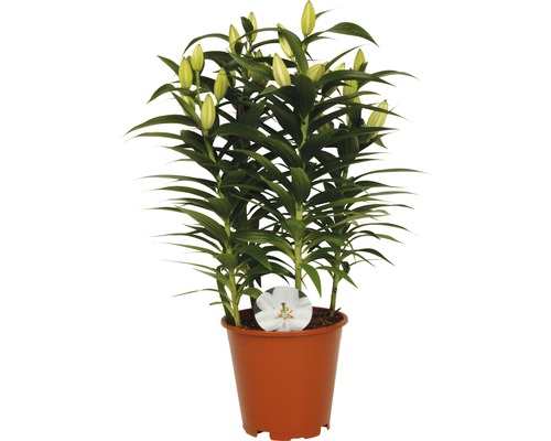 Lilie FloraSelf Lilium orientalis výška 20-30 cm květináč Ø 19 cm 1 ks, různé barvy