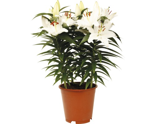 Lilie s bílými květy v květináči