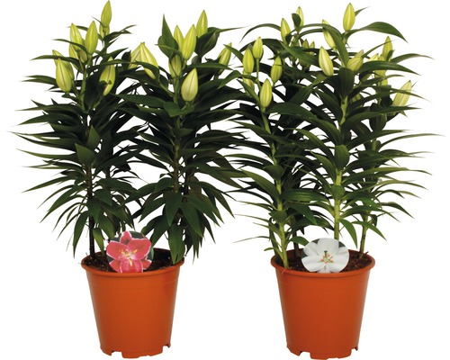 Dvě rostliny lilií v květináčích s poupaty