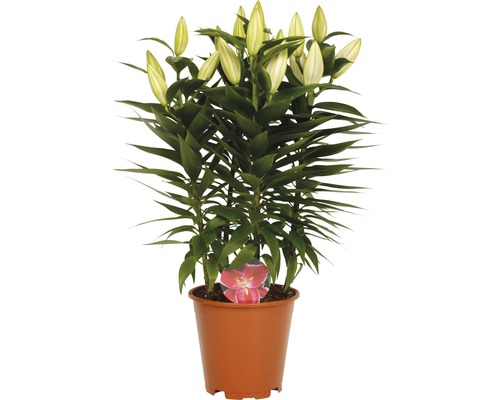 Lilie v květináči s dosud zavřenými květy