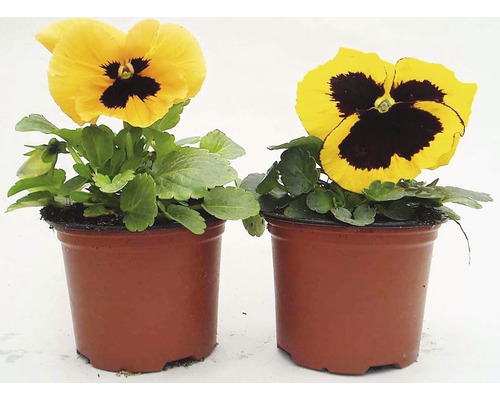 Dva žluté macešky v květináči