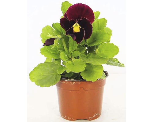 Fialka ostruhatá v květináči s tmavými květy a zelenými listy.