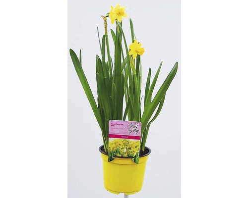 Narcis květináč Ø 12 cm různé druhy