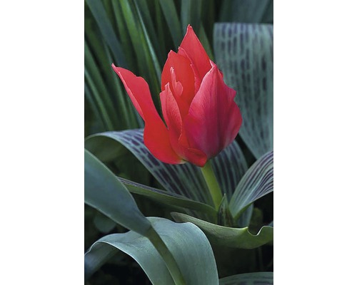 Červený tulipán na zahradním záhonu