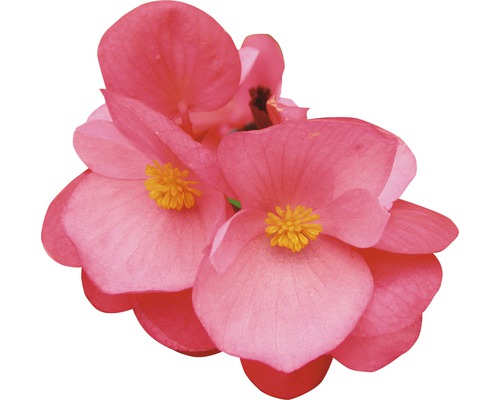 Detail květu begonie