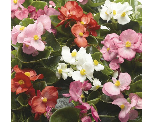 Detailní záběr květů begónií v různých barvách se zelenými listy