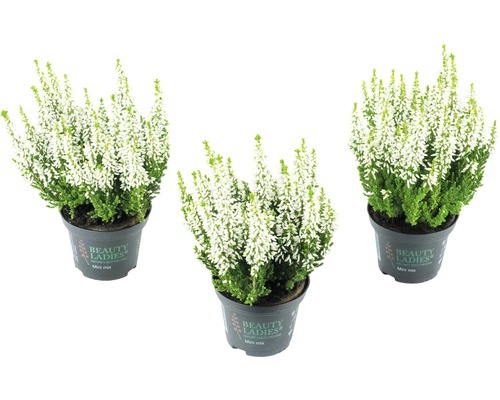 Tři bílé vřesy v květináčích