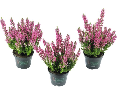 Vřes obecný Mini mix FloraSelf Calluna vulgaris 'Beauty Ladies' květináč Ø 6 cm 1 ks, různé druhy