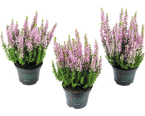 Tři vřesy v květináči se zelenými listy a růžovými květy