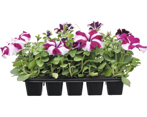 Petúnie Petunia hybrida balení 10 ks, různé druhy